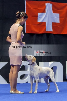 de la Croix d'Angouleme - EURO DOG SHOW 2013 Geneva