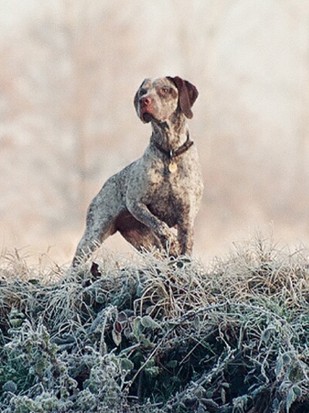 TR. CH. Fee De la benigousse