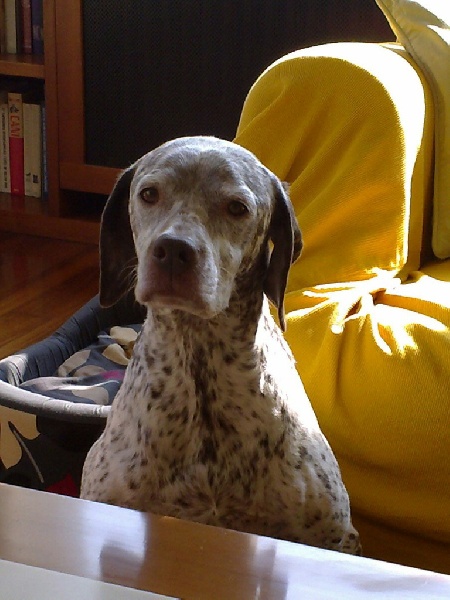 CH. Rubenszoe de la Croix d'Angouleme