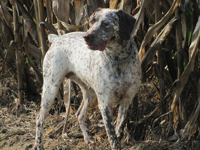 CH. Chanis du puech del mus