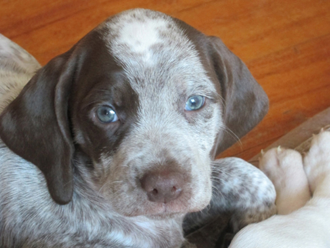 Gauguin de la Croix d'Angouleme