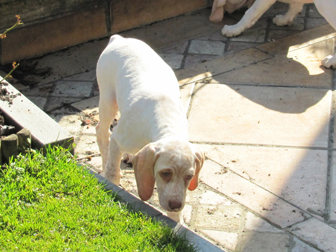 Gala de la Croix d'Angouleme