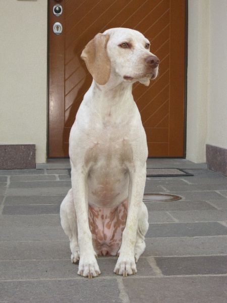 Gea de la Croix d'Angouleme