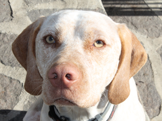 Grimm de la Croix d'Angouleme