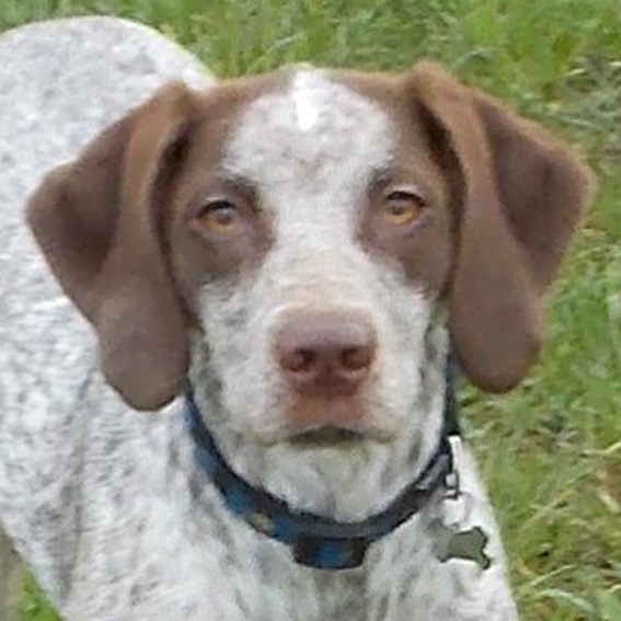 CH. Gitane de la Croix d'Angouleme