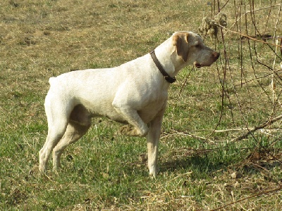 de la Croix d'Angouleme - ETHAN CHAMPION SUISSE