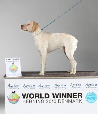 de la Croix d'Angouleme - WORLD DOG SHOW 2010 Herning