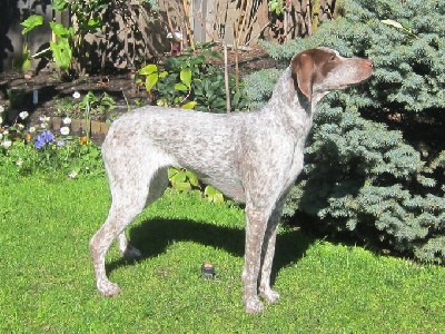 de la Croix d'Angouleme - GITANE CHAMPIONNE