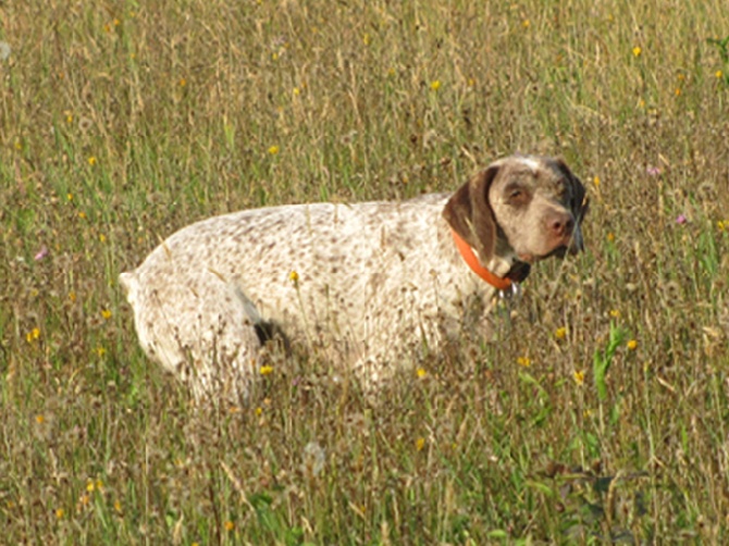 de la Croix d'Angouleme - BUNDESSIEGER 2014 Dortmund