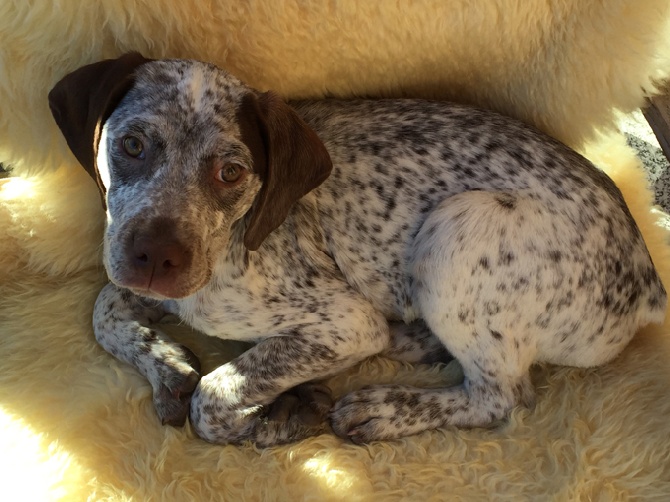 de la Croix d'Angouleme - Jade de la Benigousse