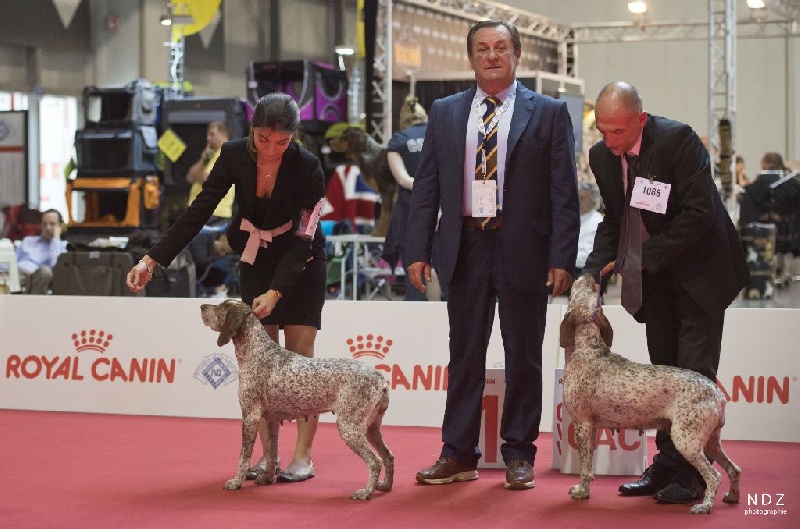 WORLD DOG SHOW 2015  Milano