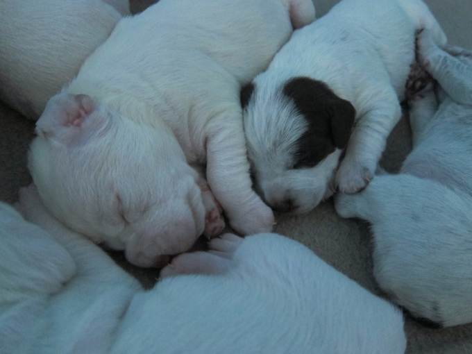 Chiots de Ethan et Estree