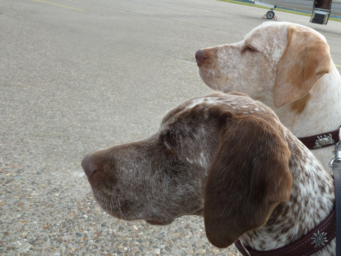 Euro Dog Show 2011 Leewarden