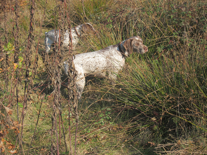 Chasse 24.11.2011