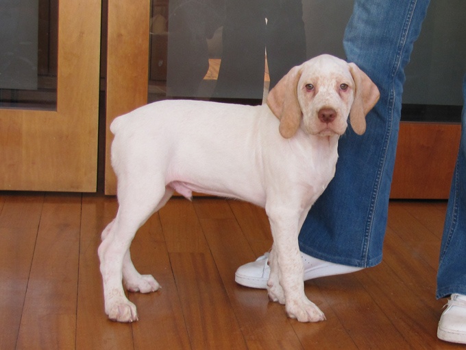 de la Croix d'Angouleme - Braque du Bourbonnais - Portée née le 13/12/2011