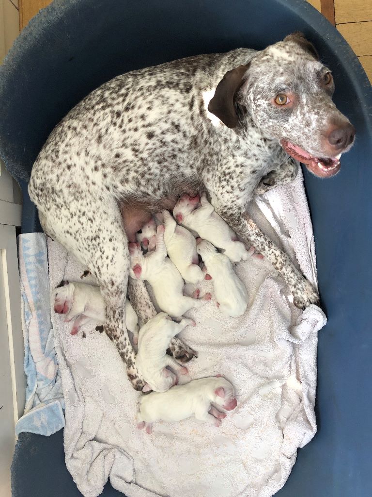 de la Croix d'Angouleme - Braque du Bourbonnais - Portée née le 23/03/2019